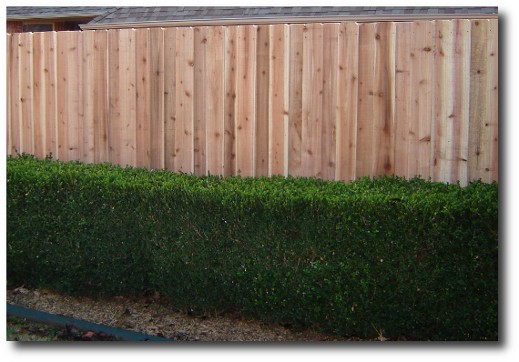 Decorative absolute privacy fence panel installed, 6' foot high x 8' foot wide, cedar pickets and redwood back rail stringers